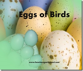 Eggs of Birds